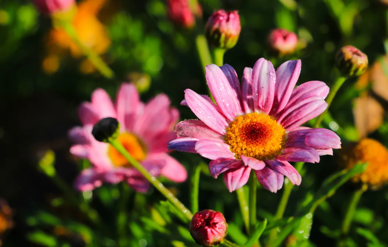 Фото обои flower, autumn, garden, blooming, aster