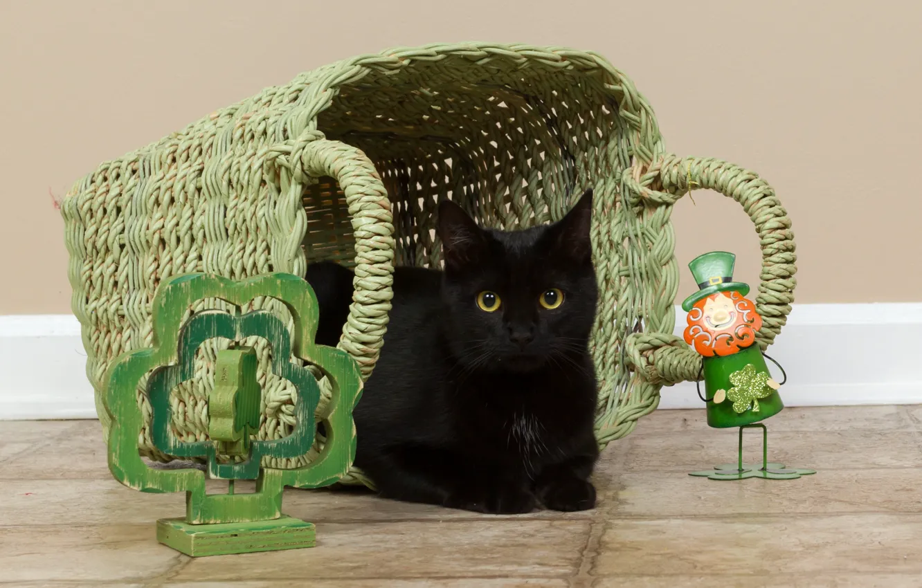 Фото обои кошка, кот, стена, корзина, плитка, игрушки, пол, черная