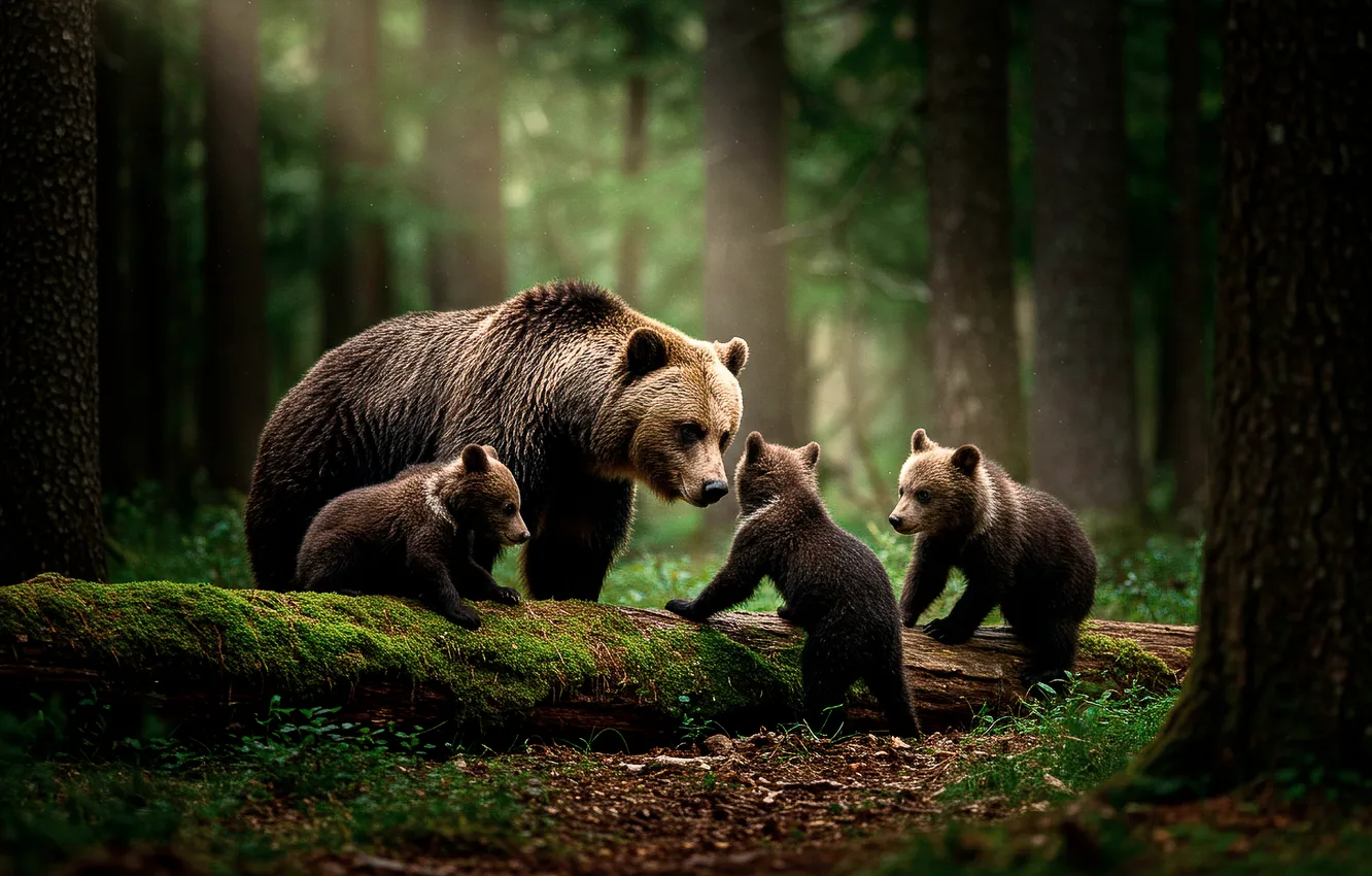 Фото обои лес, обои, мох, арт, wallpaper, бревно, forest, медвежата