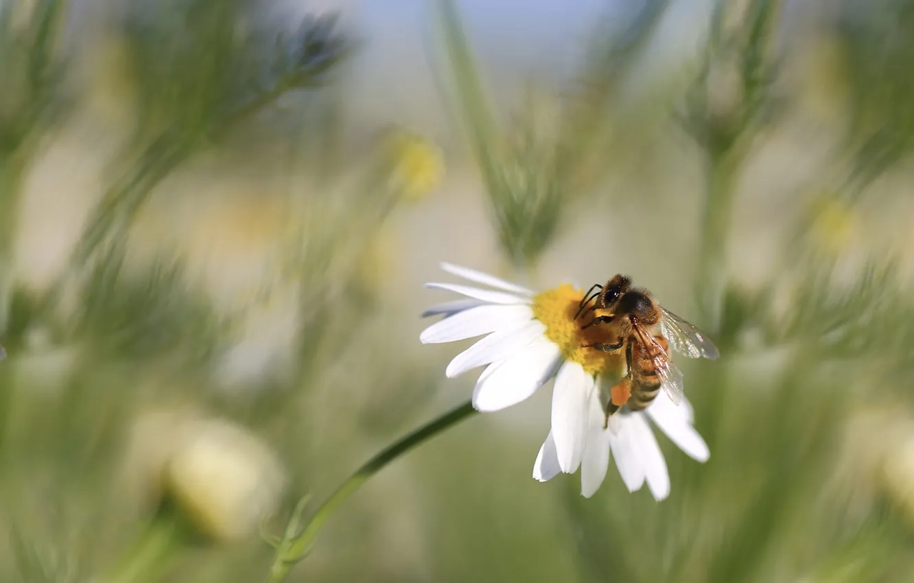 Фото обои макро, цветы, пчела, ромашки, размытие, весна, луг, насекомое