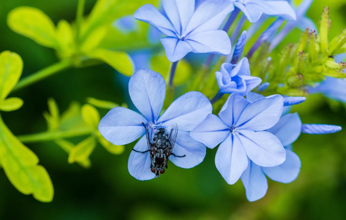 Фото обои макро, цветы, муха, голубые