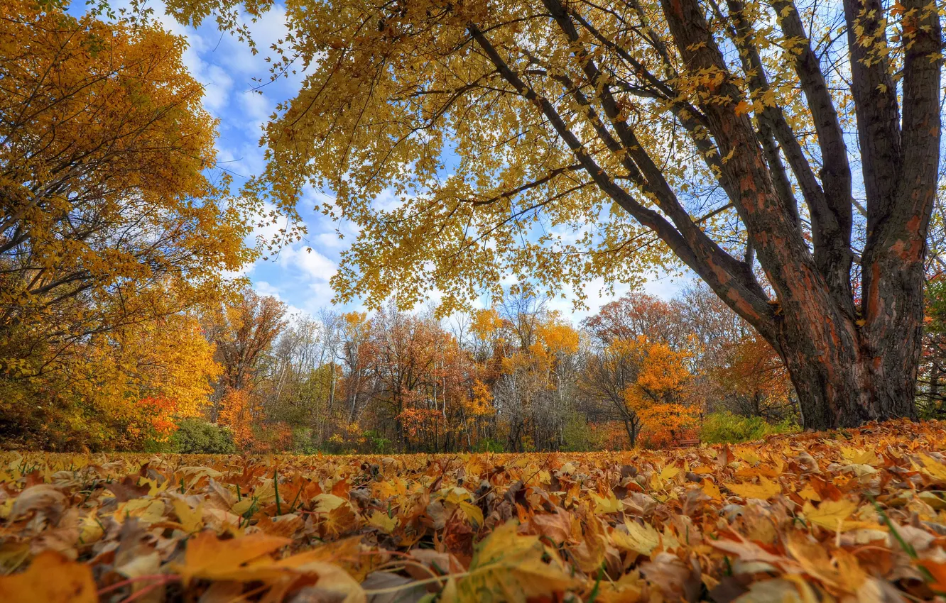 Фото обои осень, небо, листья, облака, деревья