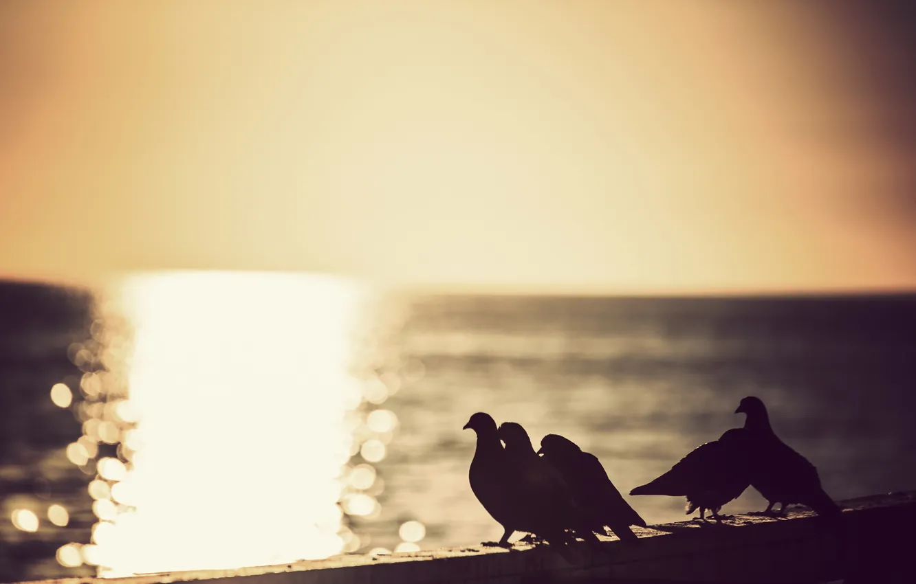 Фото обои море, закат, птицы