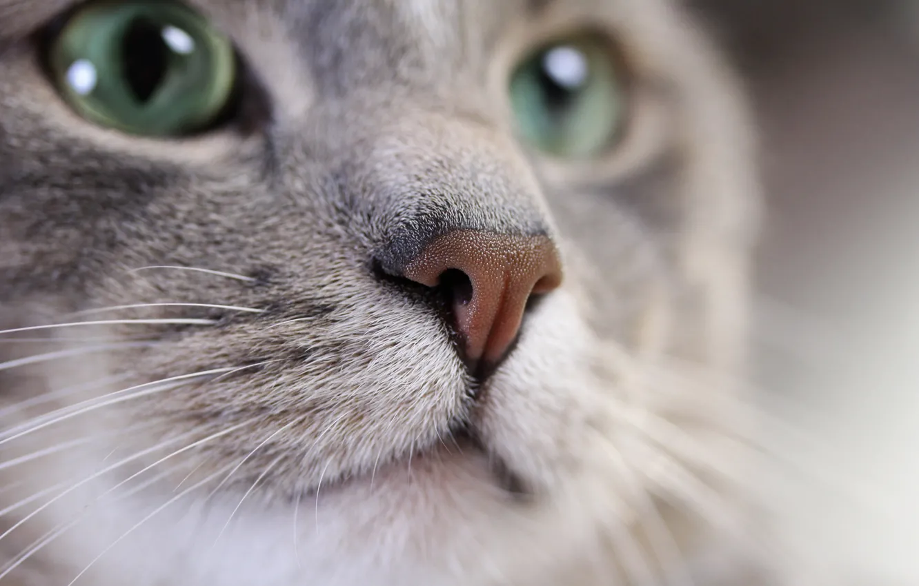 Фото обои кот, усы, взгляд, серый, размытость, мордочка, окрас, cat