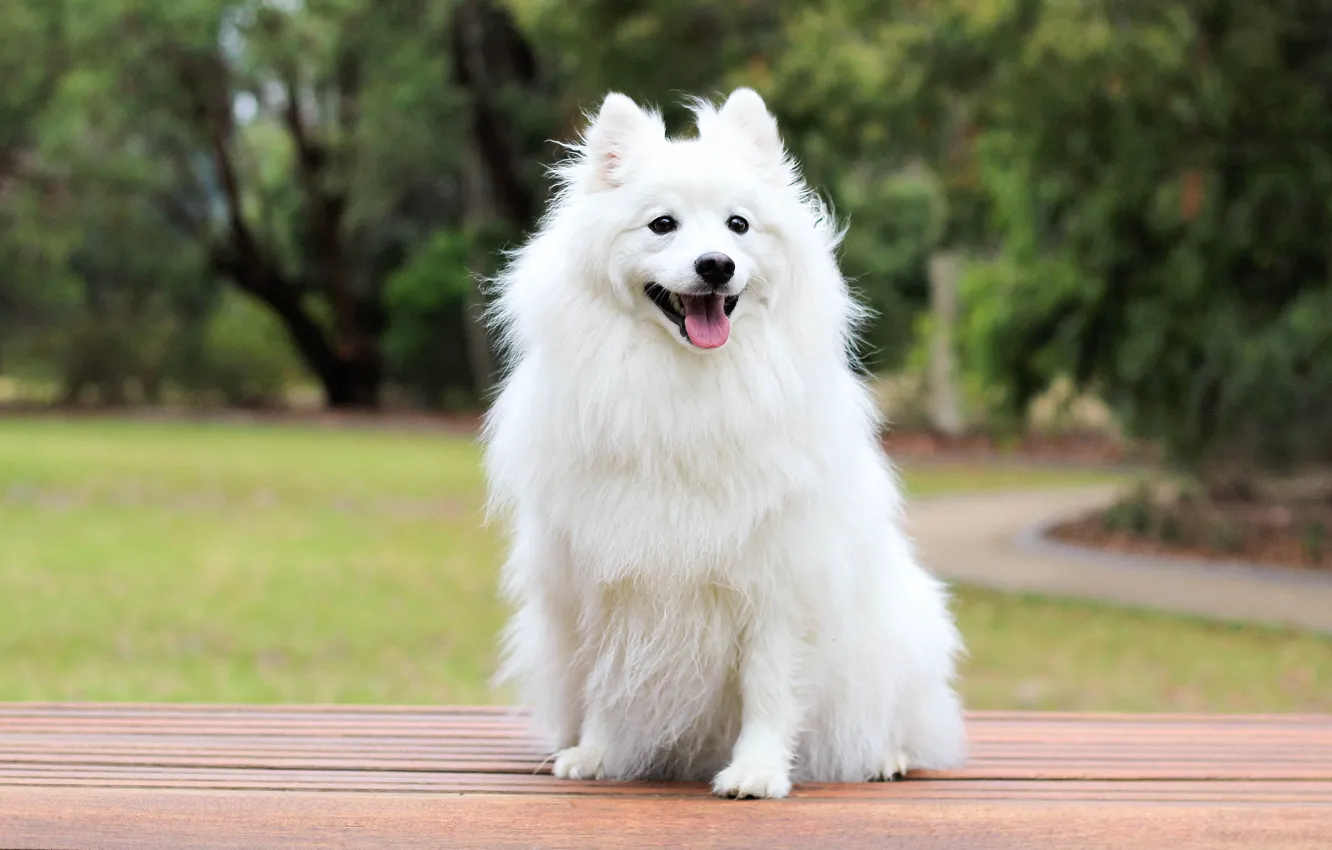 Фото обои белый, собака, сидит, шпиц