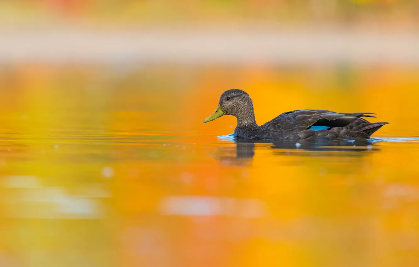 Фото обои вода, оранжевый, желтый, фон, птица, серая, утка, водоем