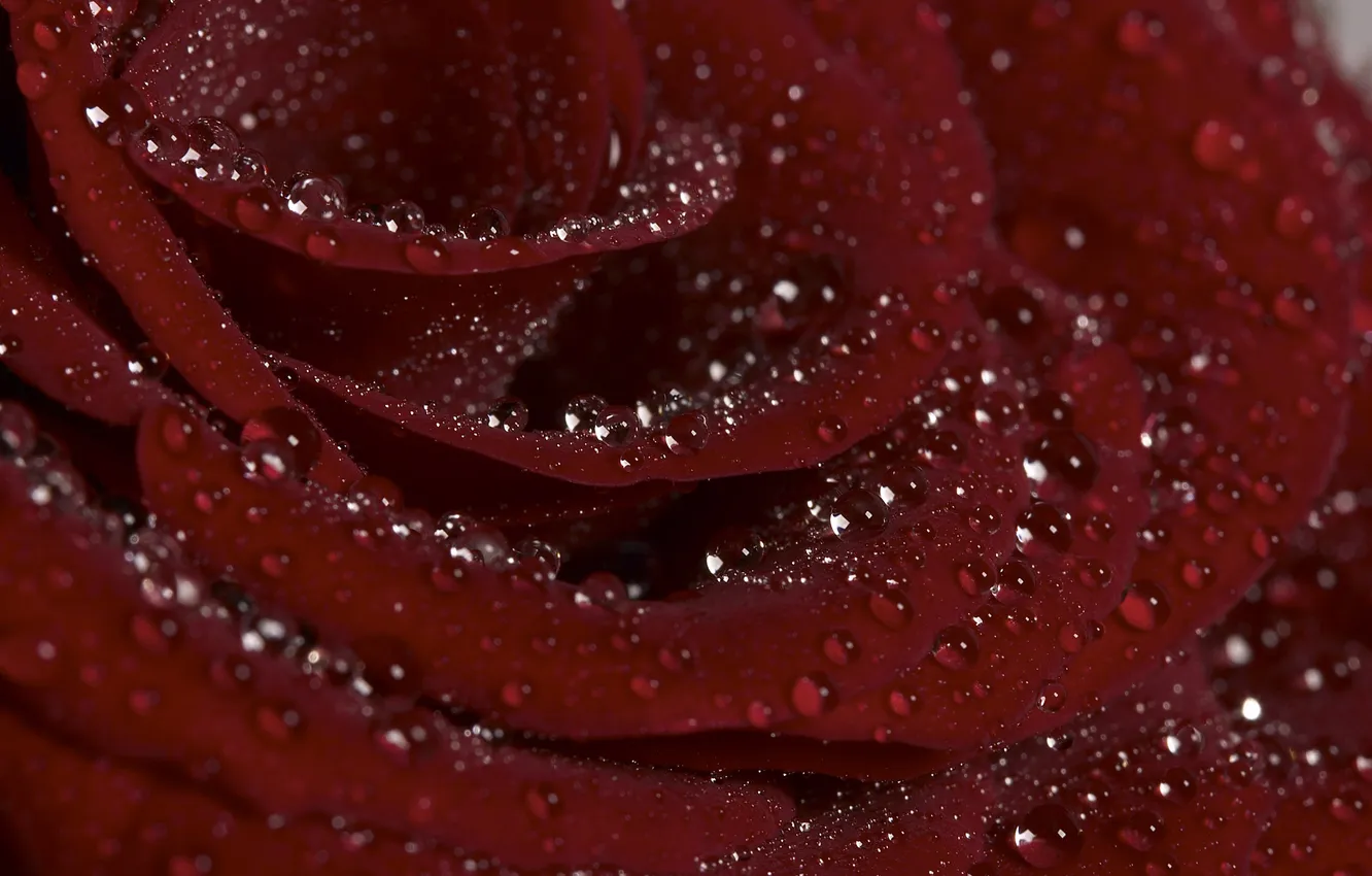 Фото обои роса, роза, лепестки, бордовый