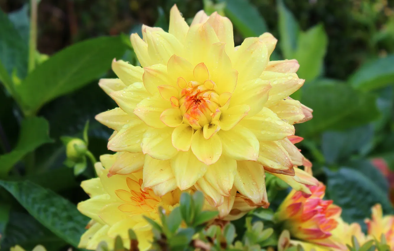 Фото обои flower, garden, blooming, dahlia