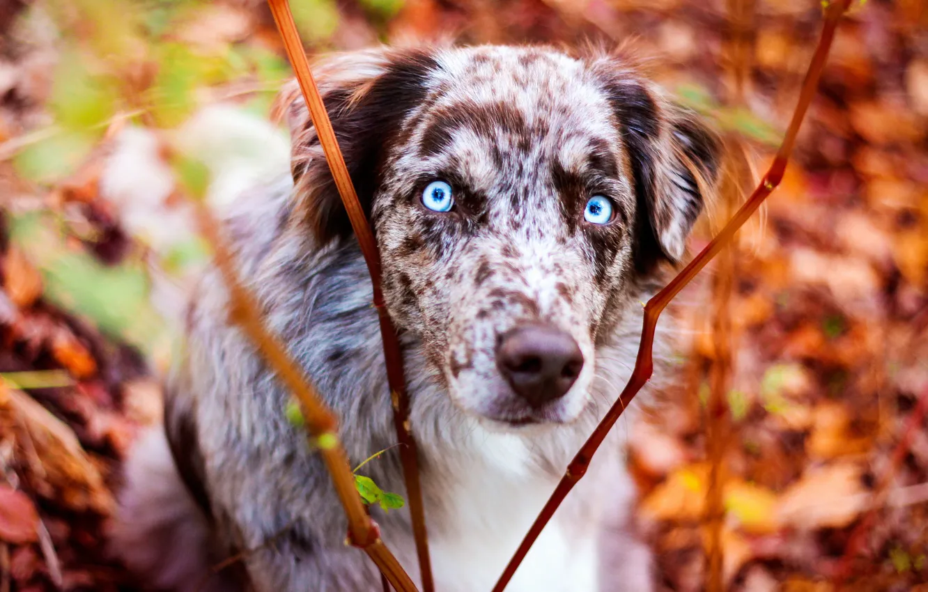 Фото обои осень, глаза, взгляд, морда, ветки, листва, портрет, собака