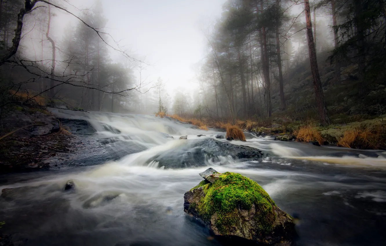 Фото обои лес, туман, река