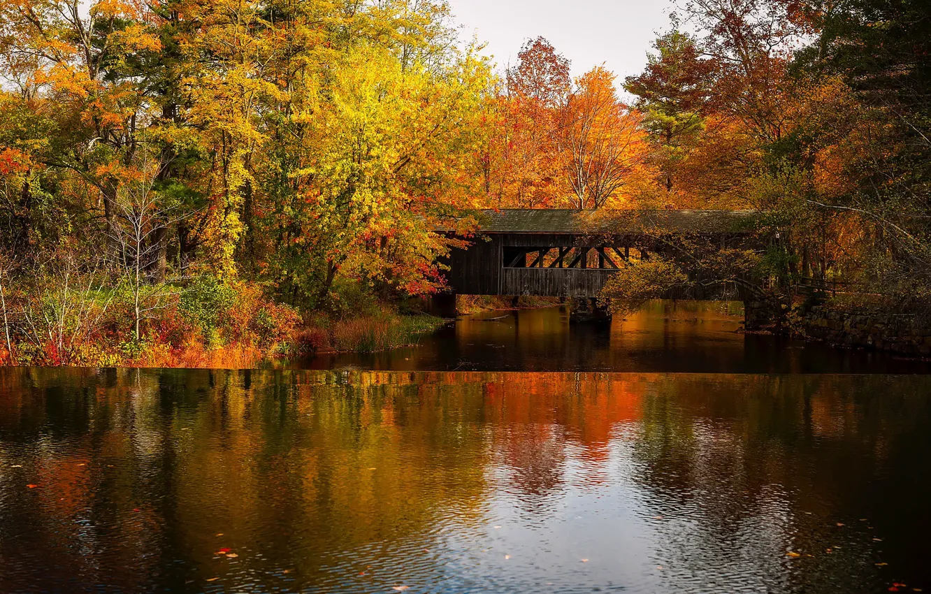 Фото обои осень, лес, деревья, отражение, река