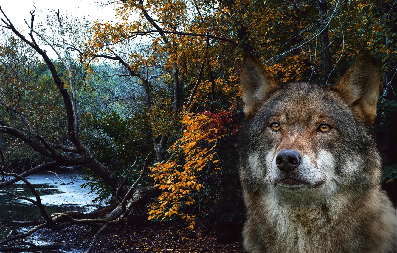 Фото обои лес, морда, рендеринг, коллаж, волк, портрет