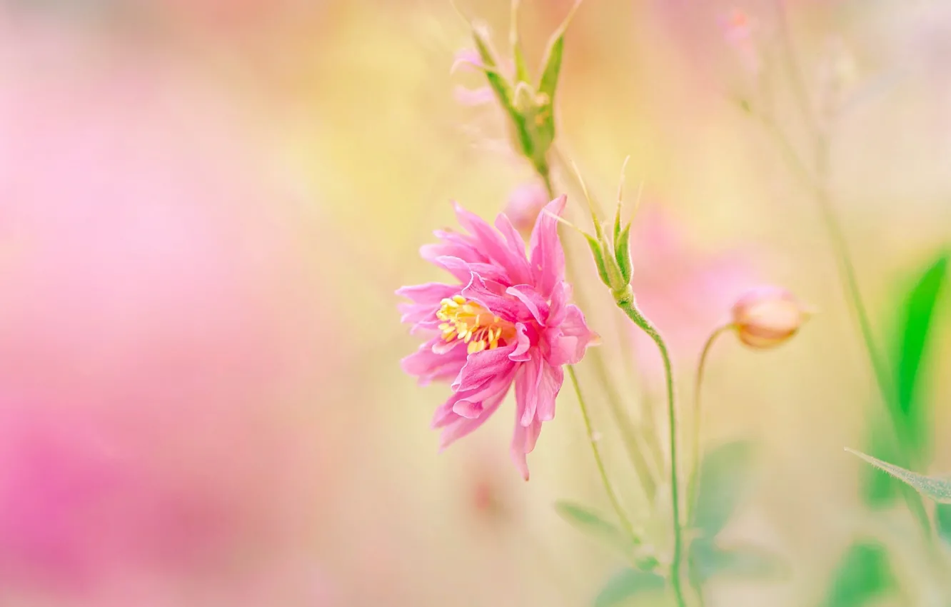 Фото обои цветок, розовый, боке, Коломбина