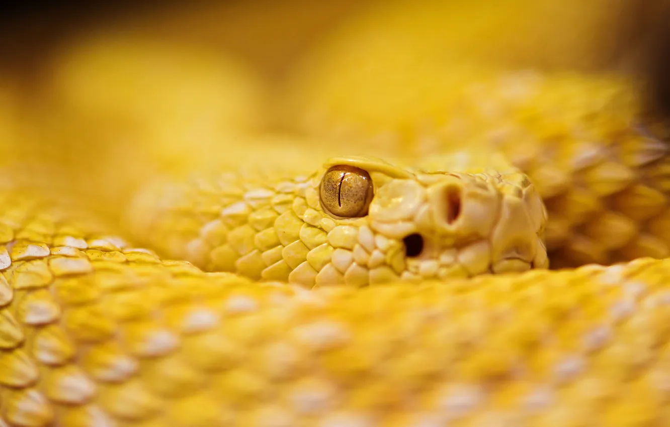 Фото обои глаз, змея, размытость, смотрит, желтая