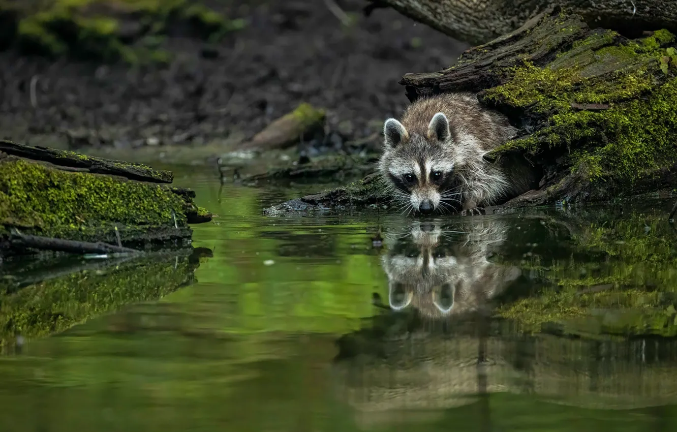 Фото обои енот, коряга, мордашка, детеныш, водоем, выглядывает