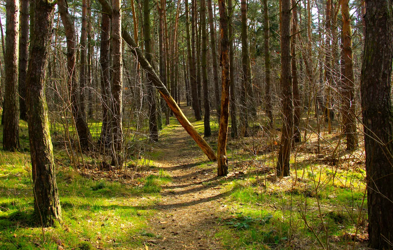 Фото обои forest, park, tree