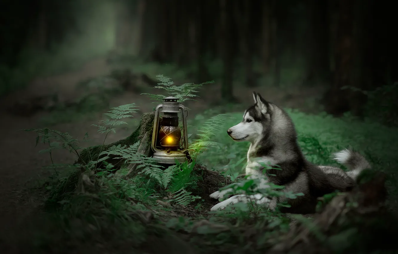Фото обои лес, собака, фонарь, папоротник, Хаски