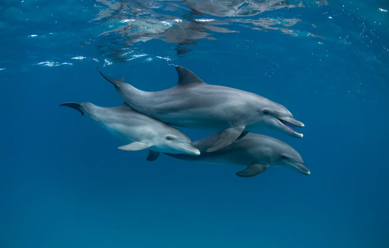 Фото обои море, океан, дельфины, под водой