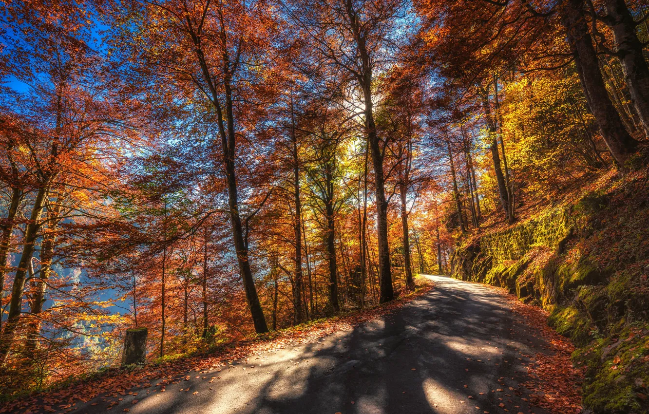 Фото обои дорога, осень, лес, листья, солнце, деревья, горы, мох