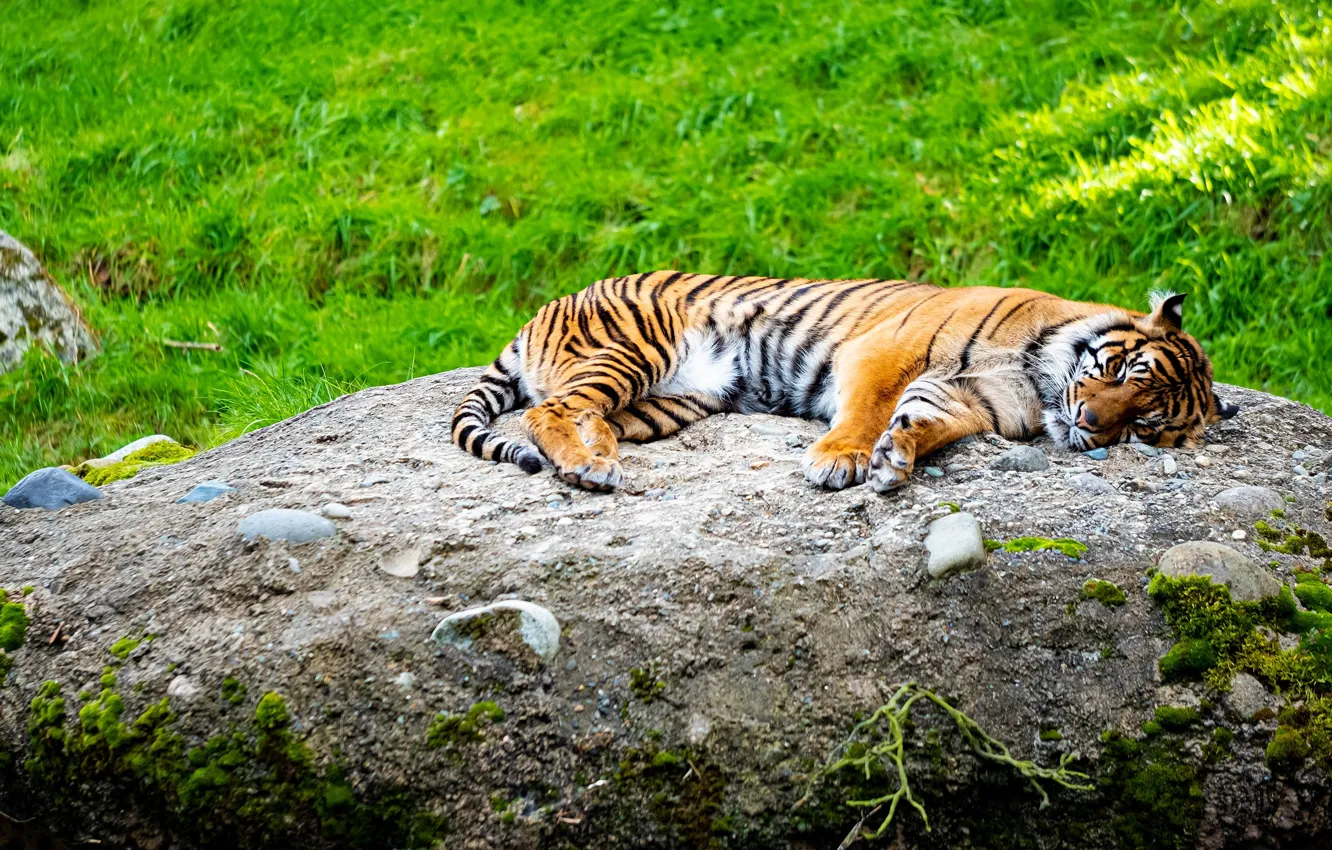 Фото обои тигр, камень, лежит