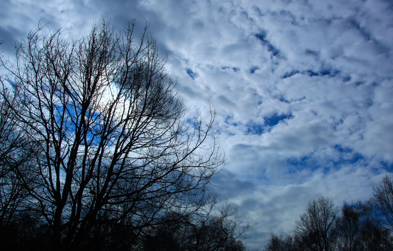 Фото обои sky, cloud, tree, sun