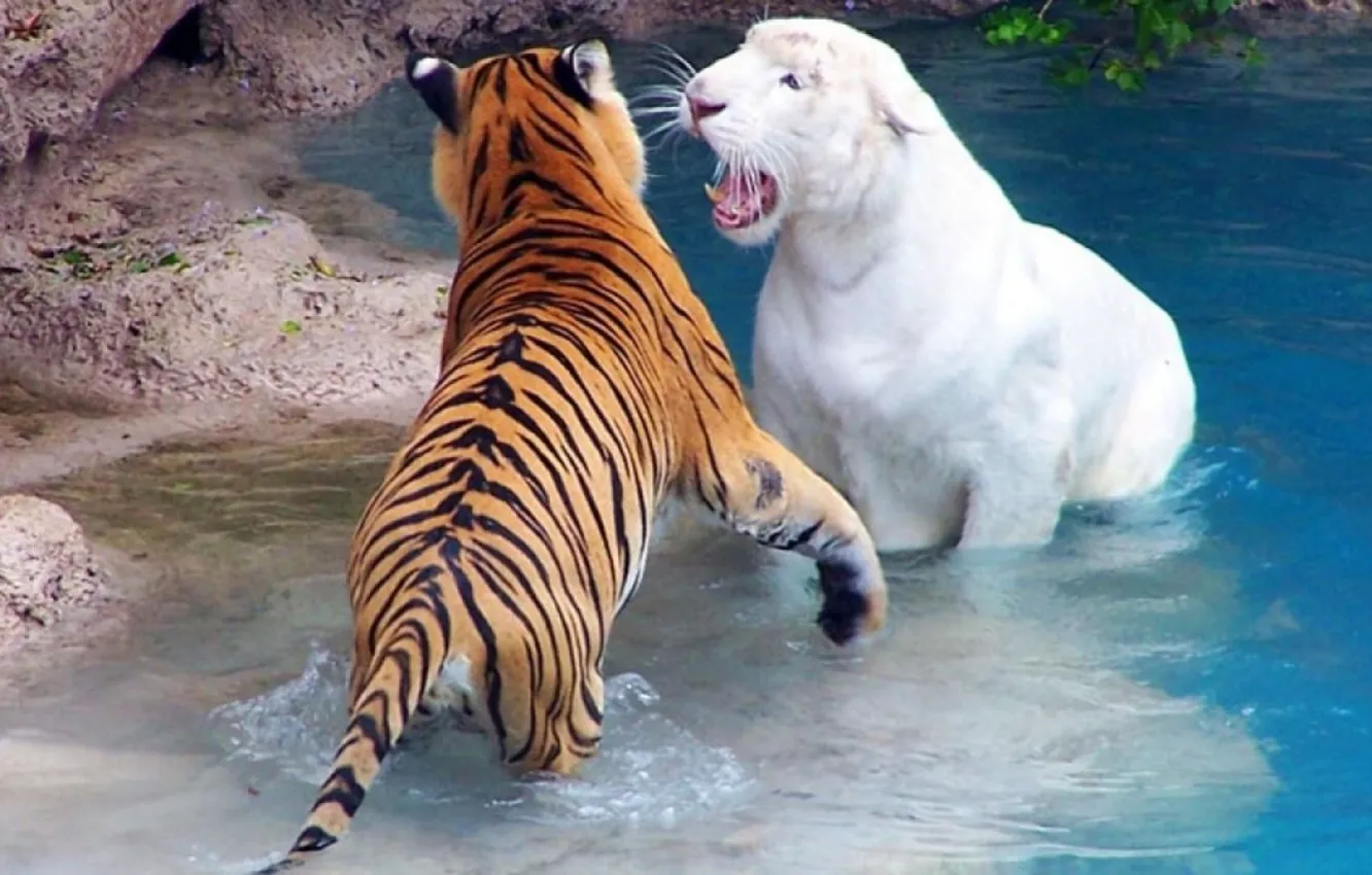 Фото обои animals, stripes, big cats, white tigers