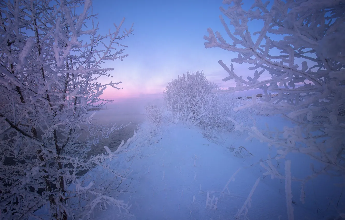 Фото обои зима, иней, снег, деревья, мороз, Россия, кусты, Алтай