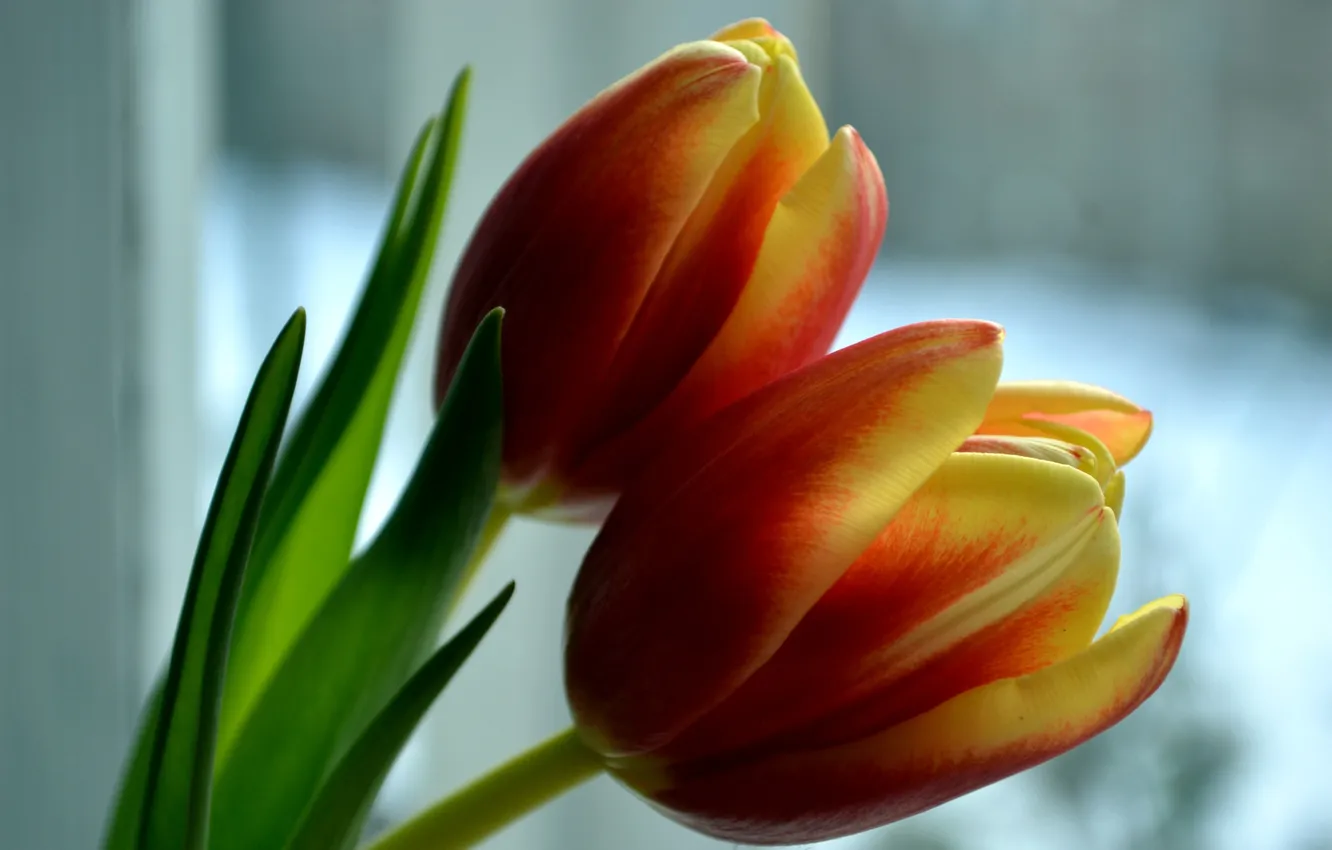 Фото обои цветы, лепестки, тюльпаны