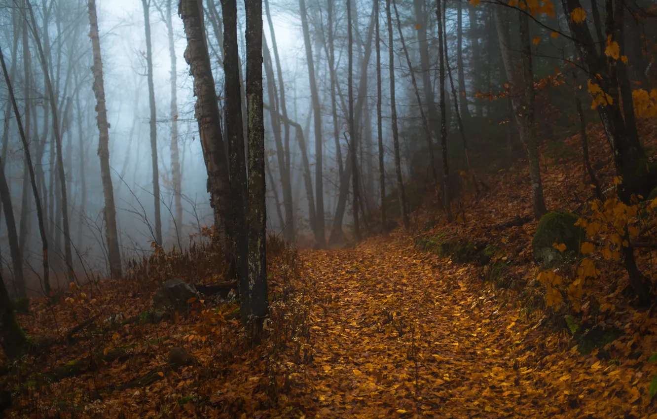 Фото обои дорога, осень, лес, деревья, ветки, туман, стволы, аллея