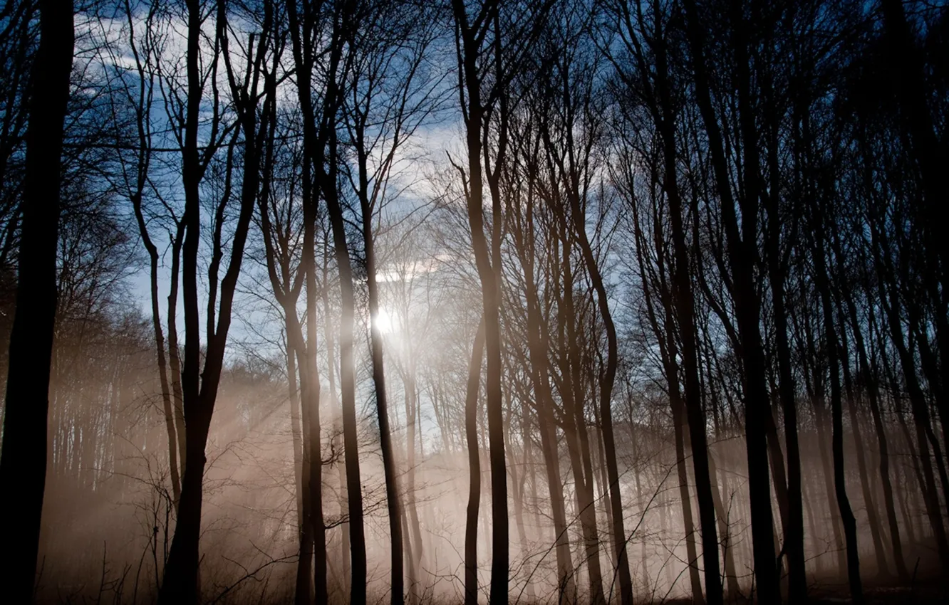 Фото обои light, forest, morning, sun, mist, waking