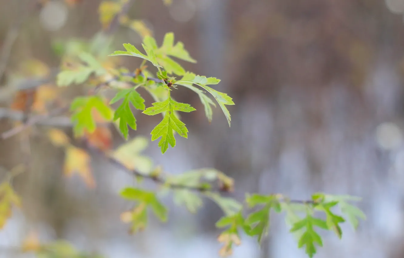 Фото обои green, leaf, twig