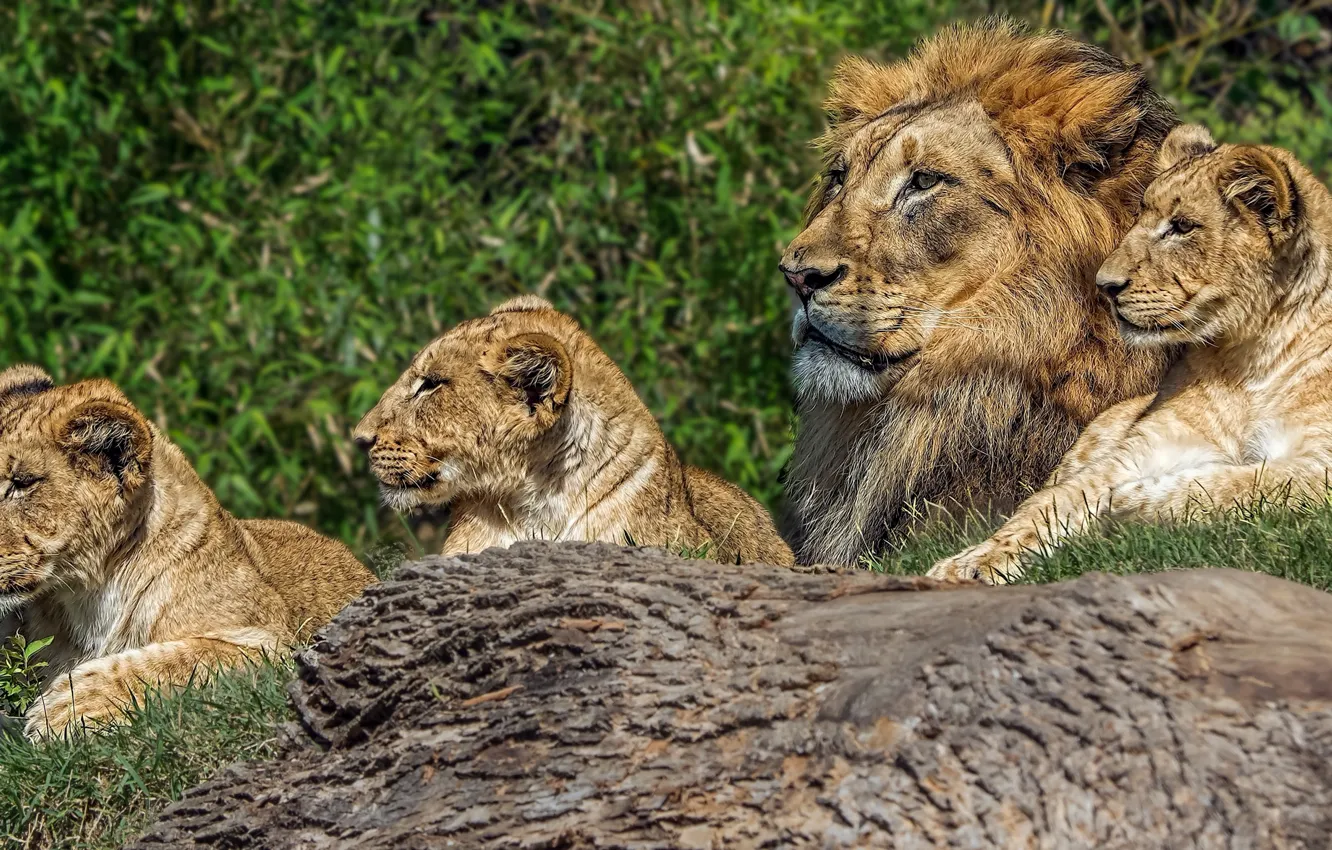Фото обои лев, семья, львята