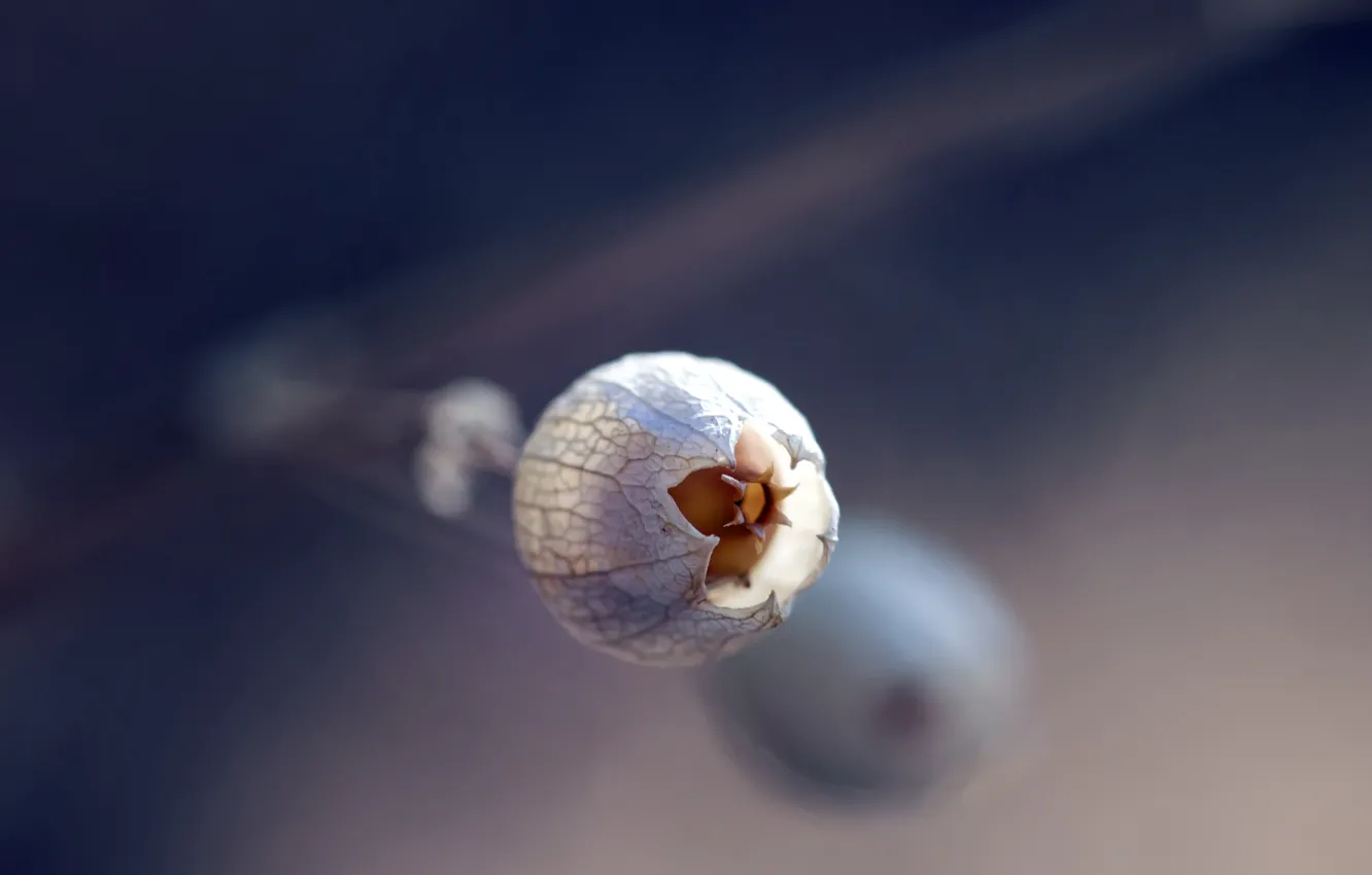 Фото обои nature, blue, macro