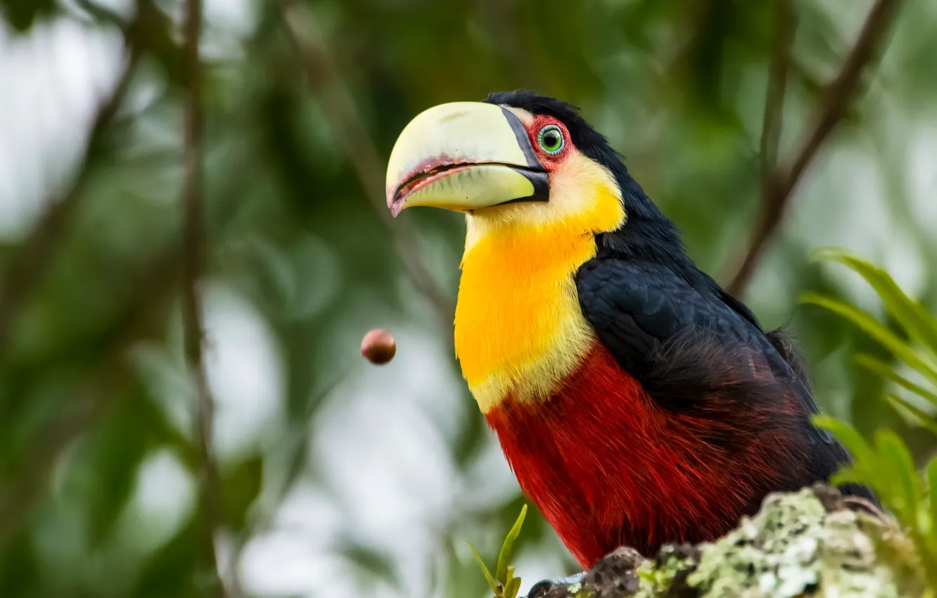 Фото обои ветки, птица, тукан, боке