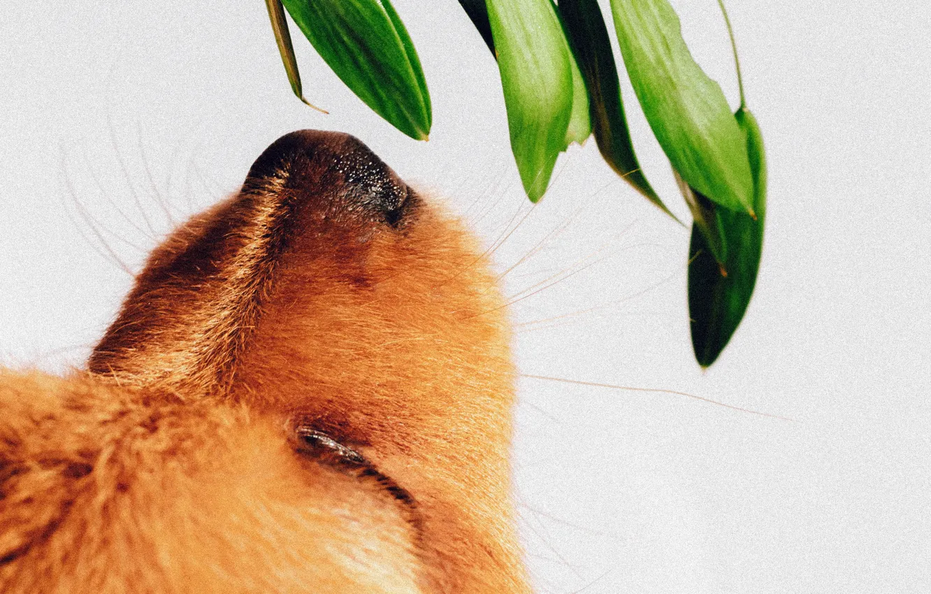 Фото обои морда, растение, собака, нос, щенок, нюхает