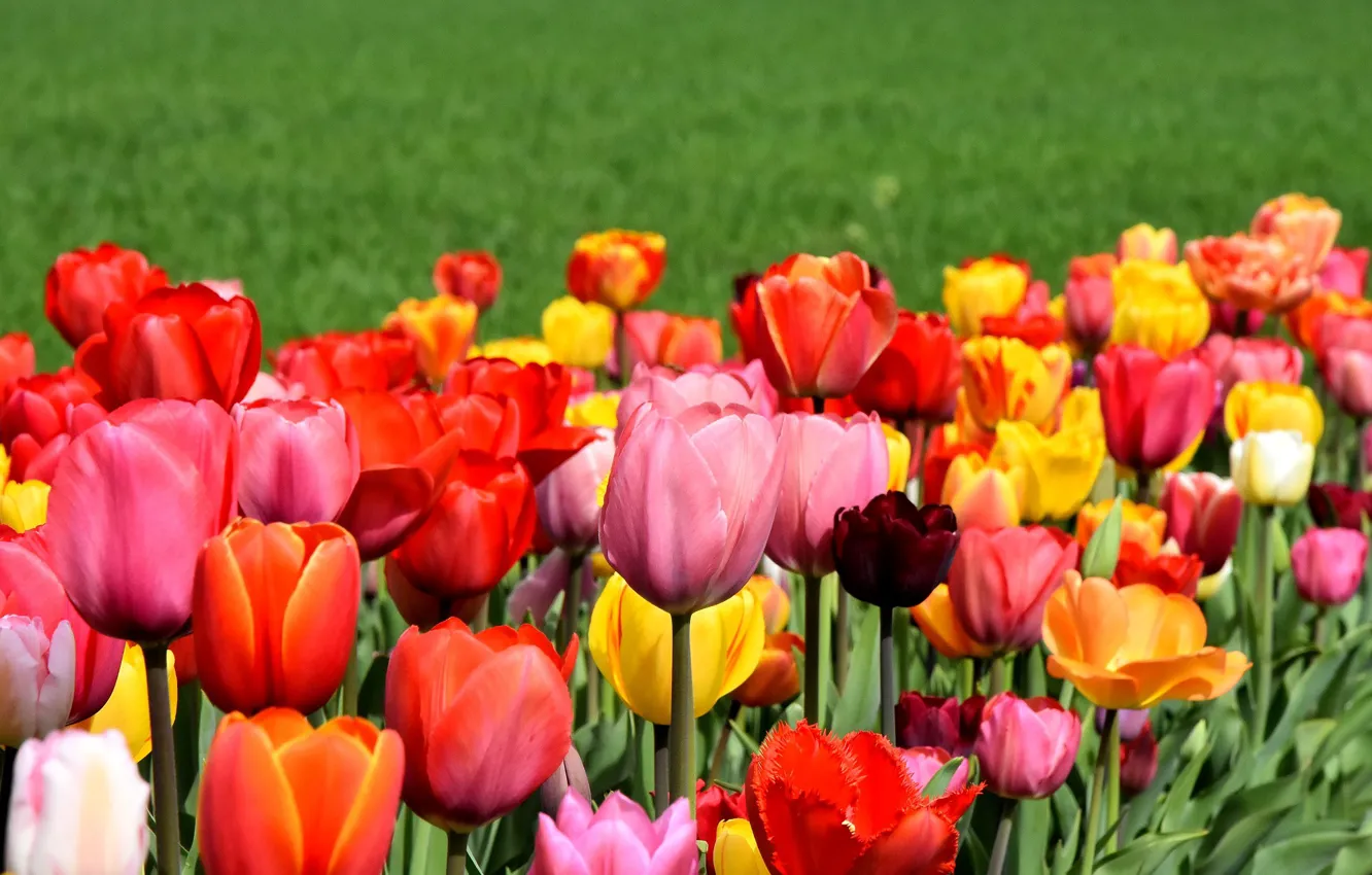 Фото обои цветы, весна, Тюльпаны