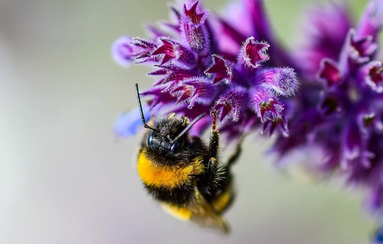 Фото обои цветок, макро, пчела, боке