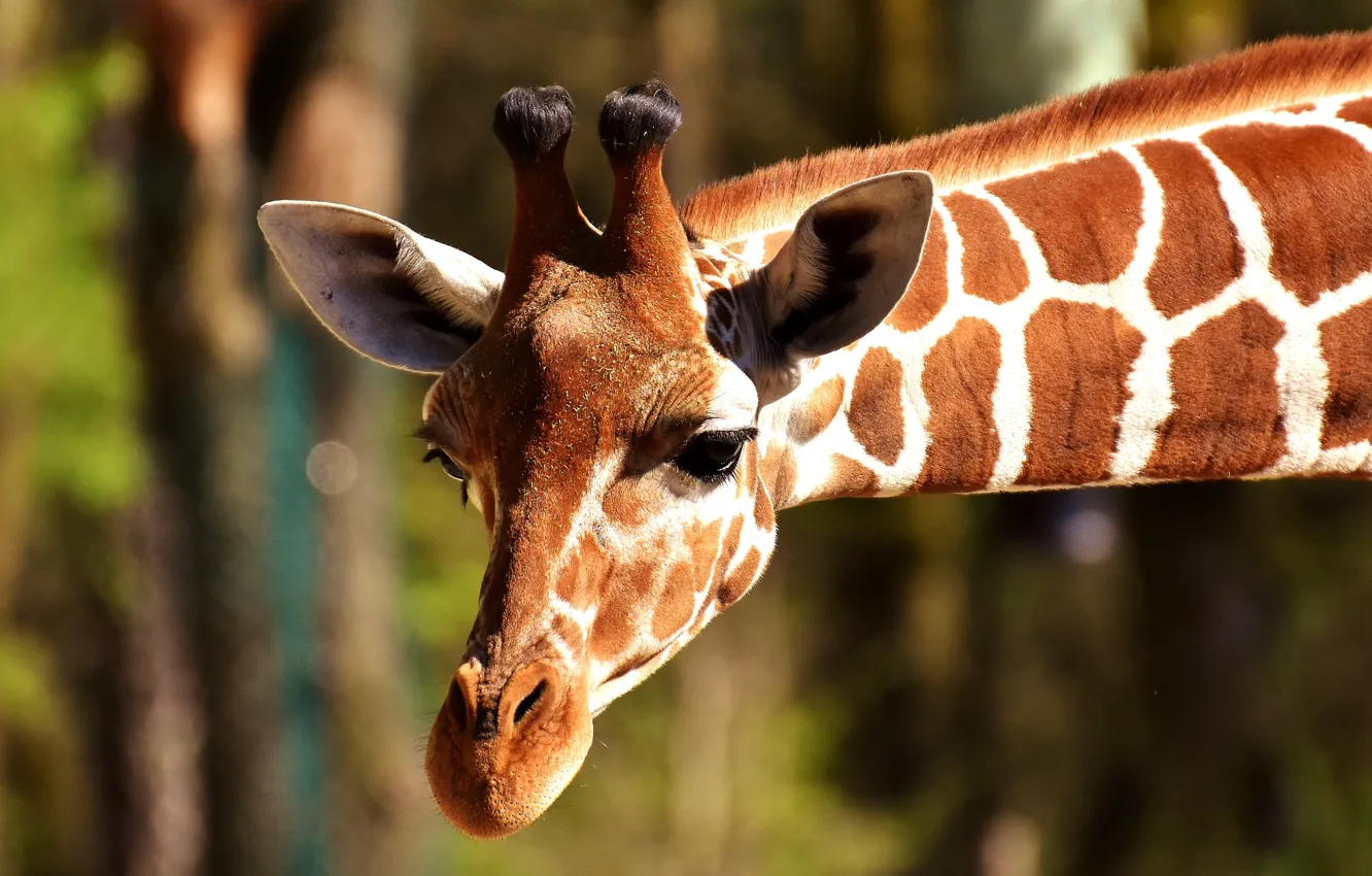 Фото обои животное, голова, жираф, шея, рожки