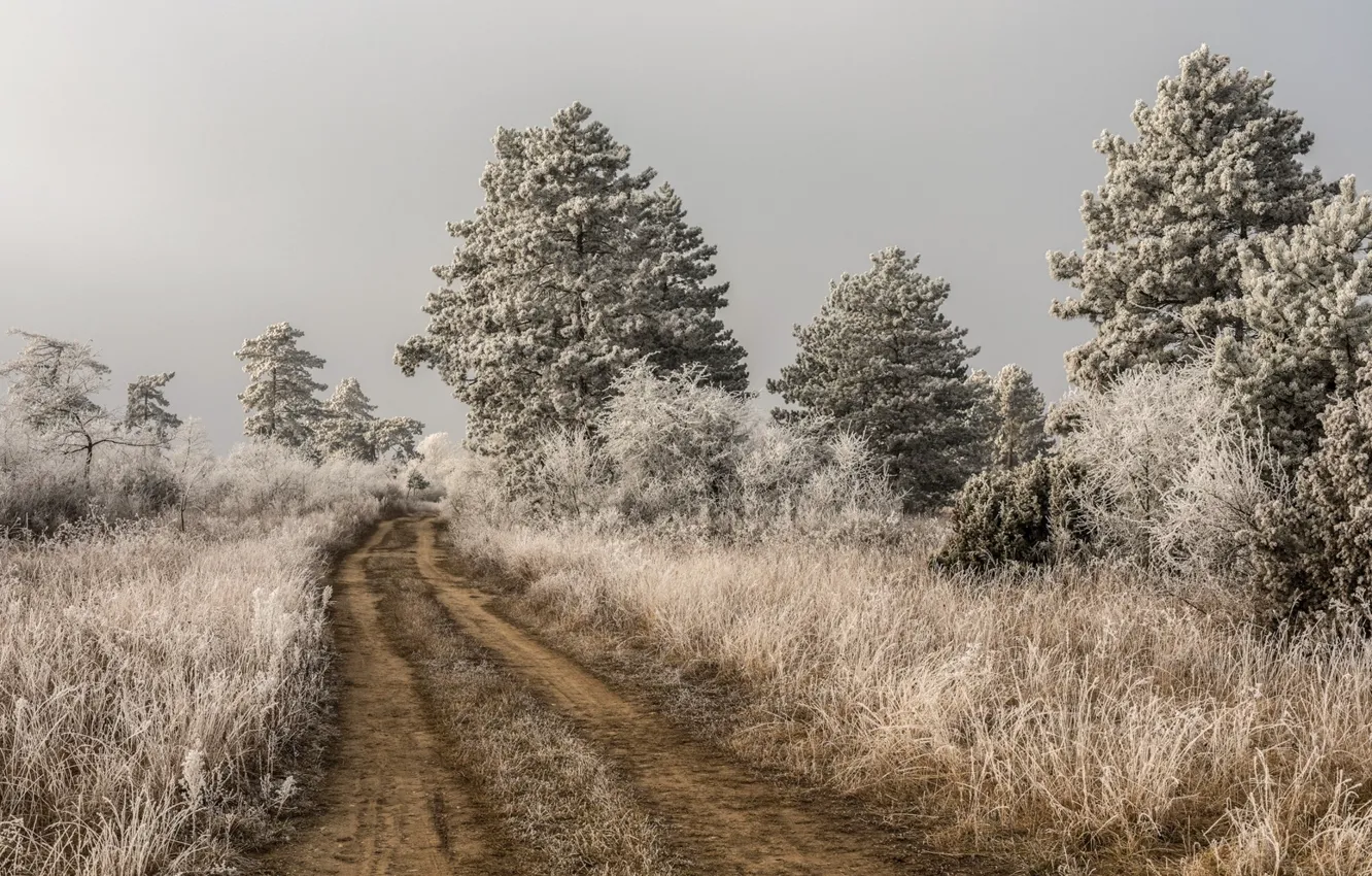 Фото обои зима, иней, дорога, деревья