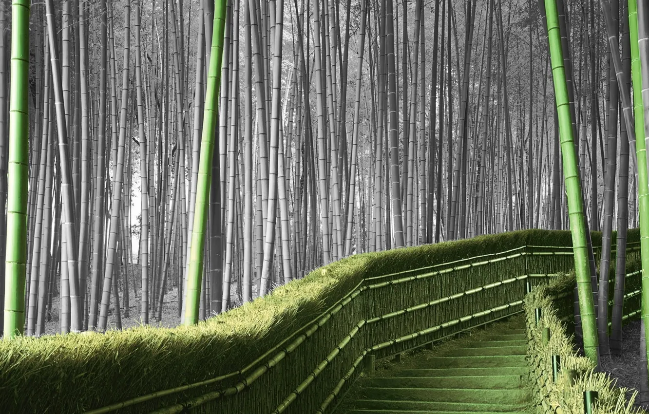 Фото обои цвет, бамбук, лестница