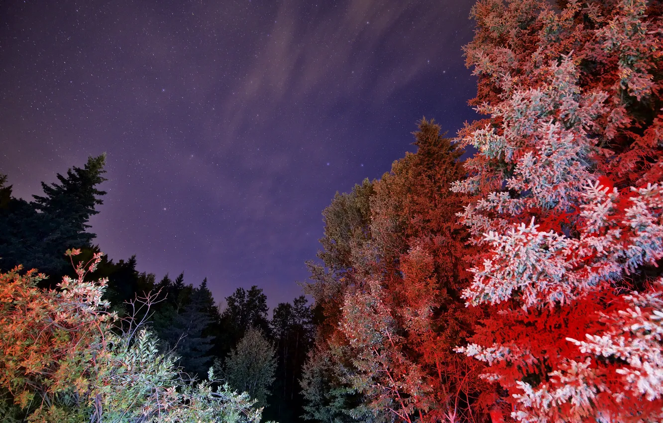 Фото обои небо, звезды, свет, деревья, ночь, краски