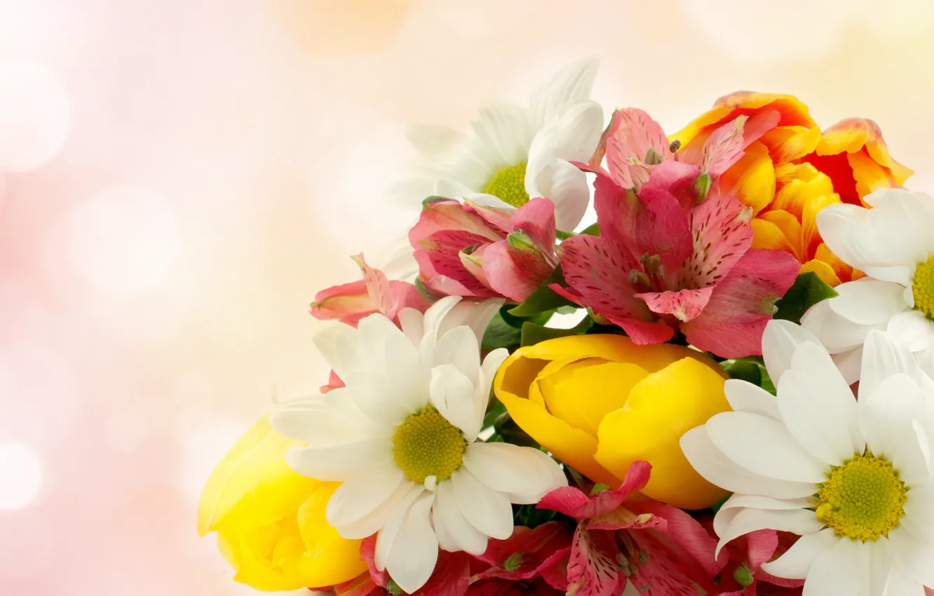 Фото обои цветы, тюльпаны, хризантемы, альстромерия