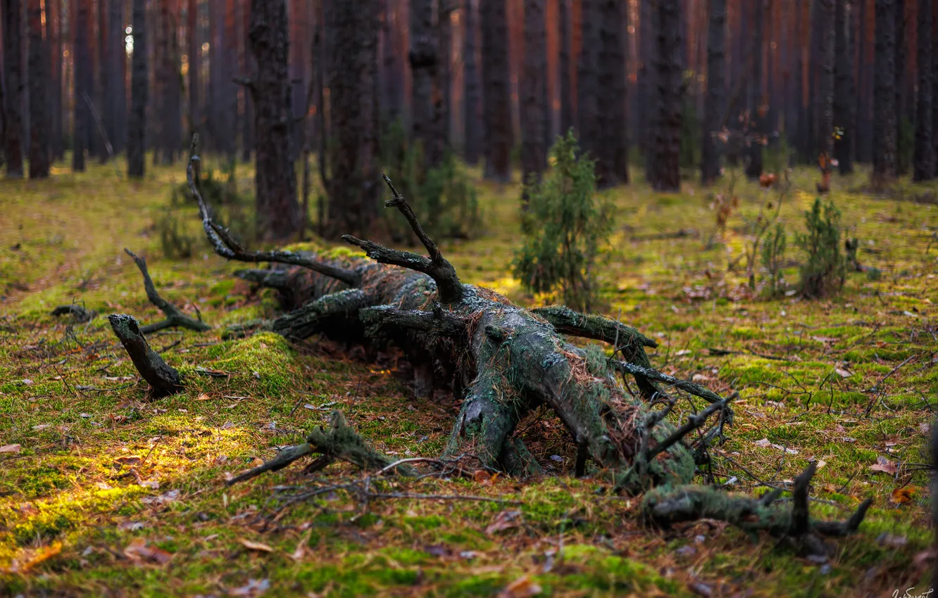 Фото обои forest, moss, dead tree