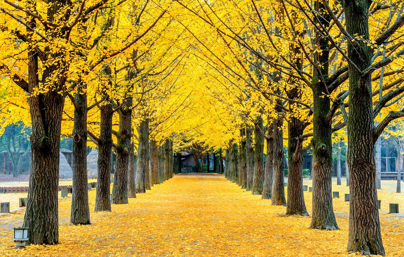 Фото обои Желтый, Осень, Ряд, Красота, Листва, Корея, Autumn, Yellow