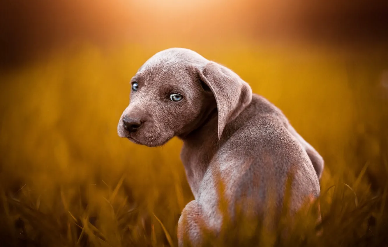 Фото обои трава, взгляд, свет, серый, поляна, собака, щенок, мордашка