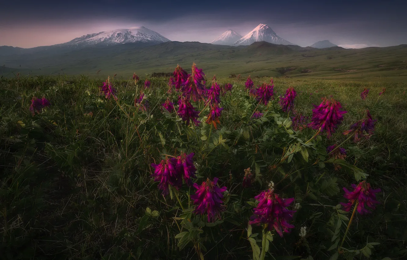 Фото обои цветы, горы, луг