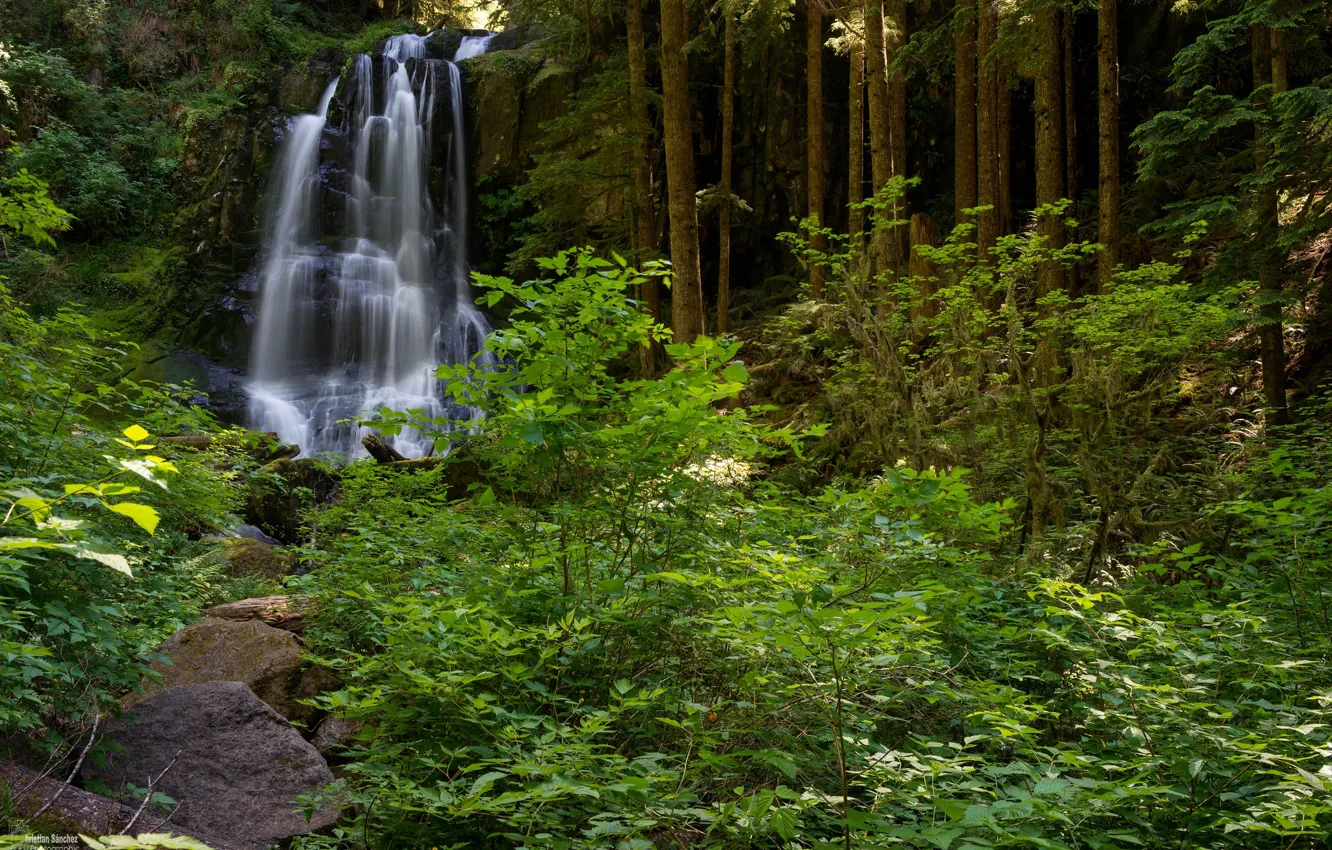 Фото обои зелень, лес, вода, водопад