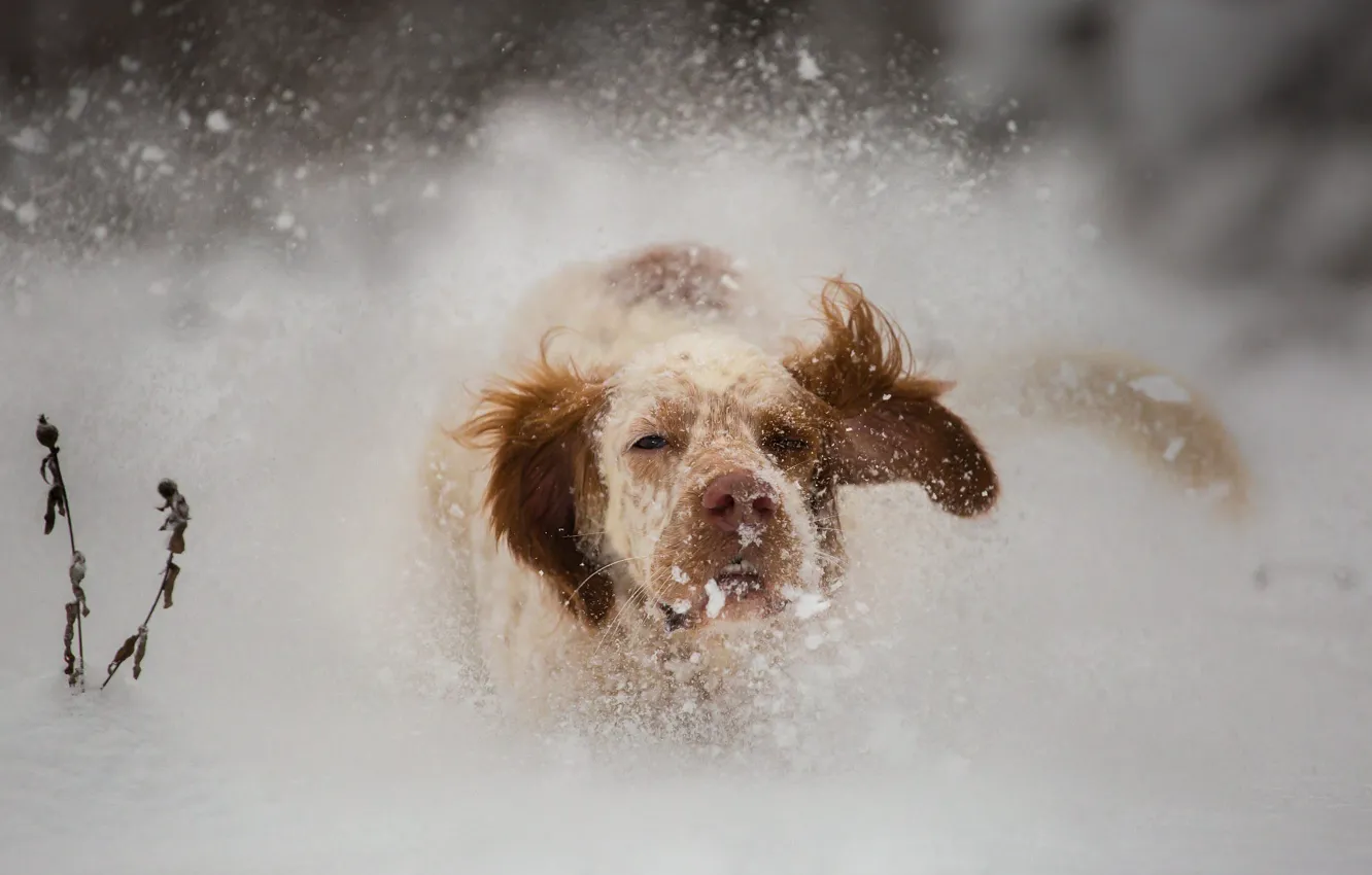 Фото обои зима, взгляд, морда, снег, природа, собака, нос, бег