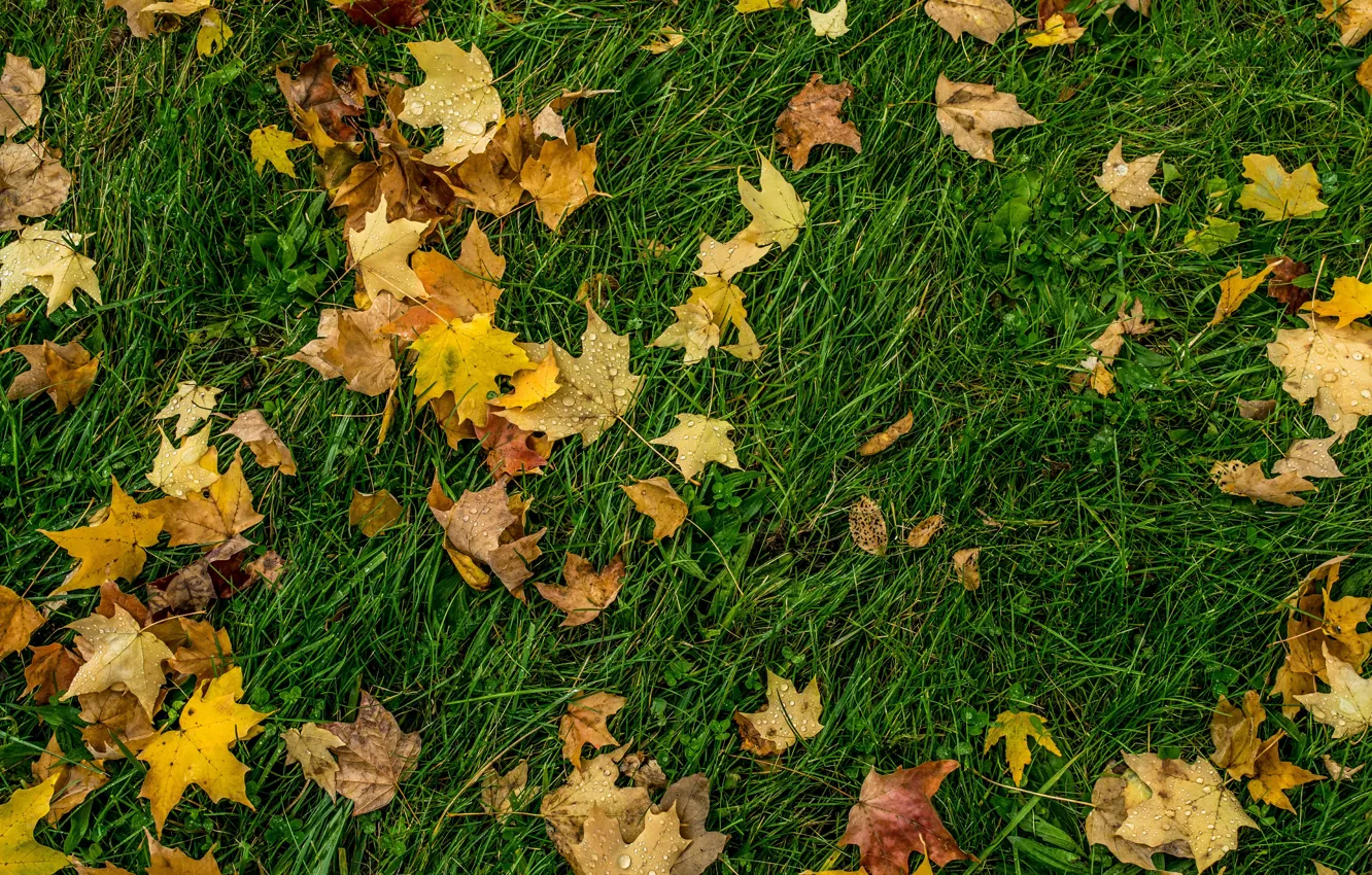 Фото обои осень, трава, капли, листва, grass, Autumn, leaves, drops