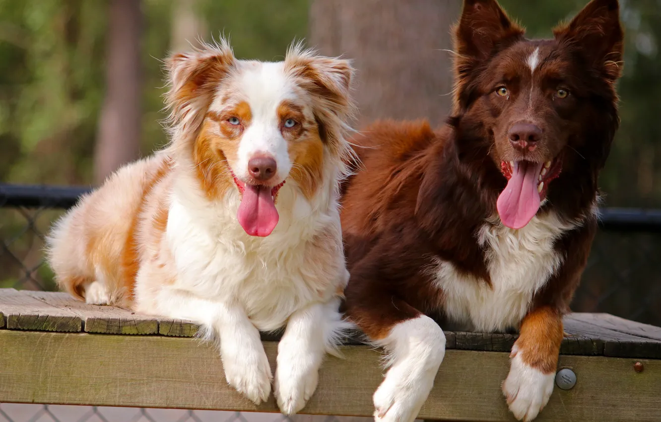 Фото обои собаки, языки, Австралийская овчарка, Аусси